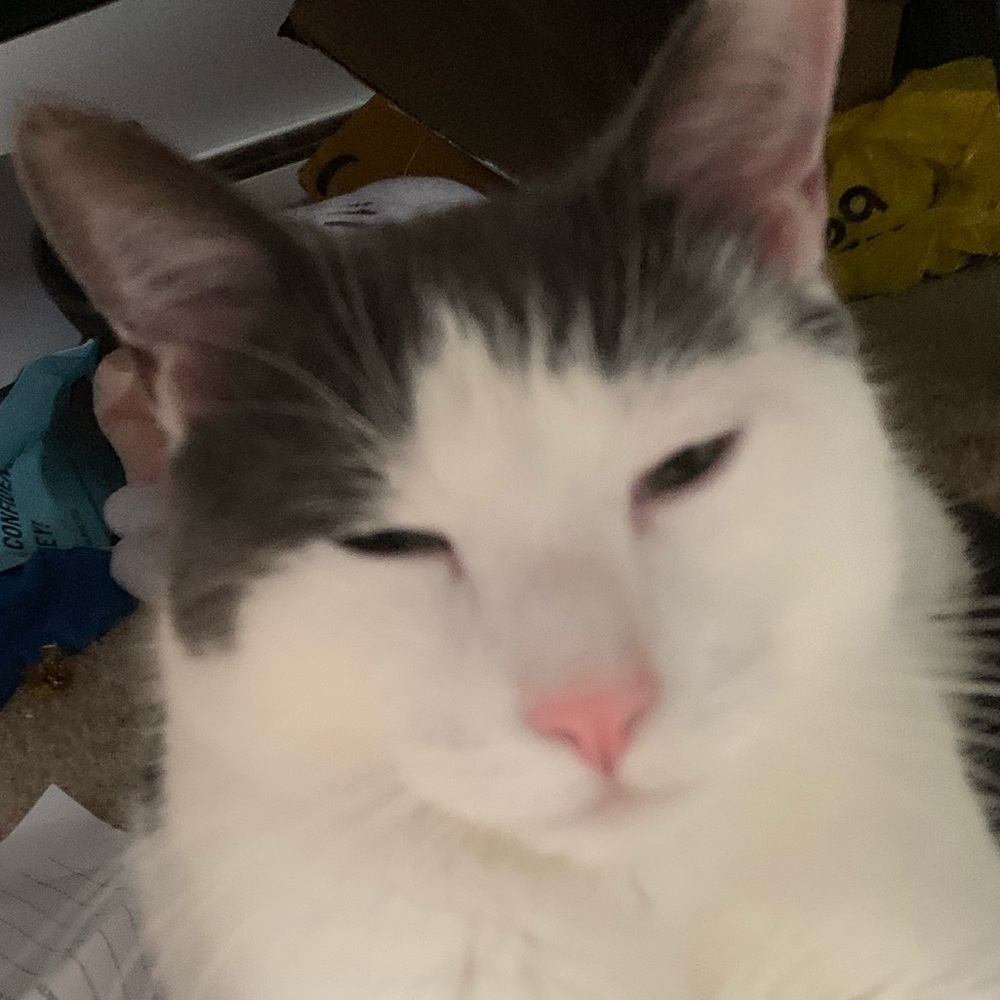 Meet your Posher, Max